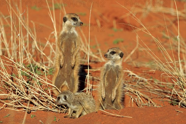 Meerkats