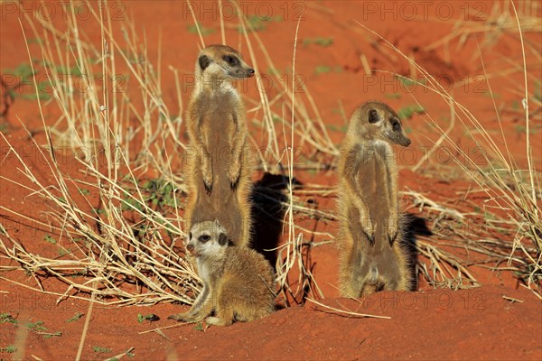 Meerkats