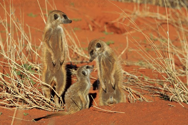 Meerkats