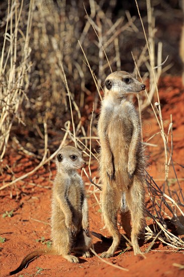 Meerkats