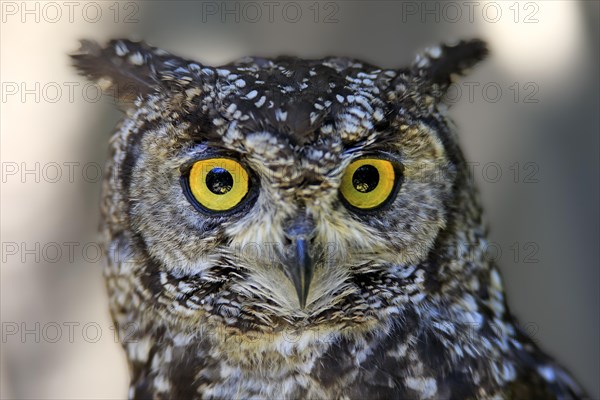 Spotted eagle owl