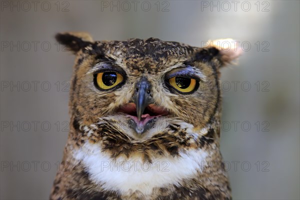 Spotted eagle owl