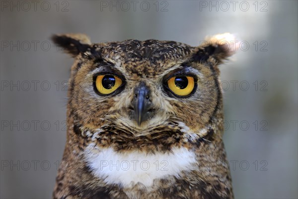 Spotted eagle owl