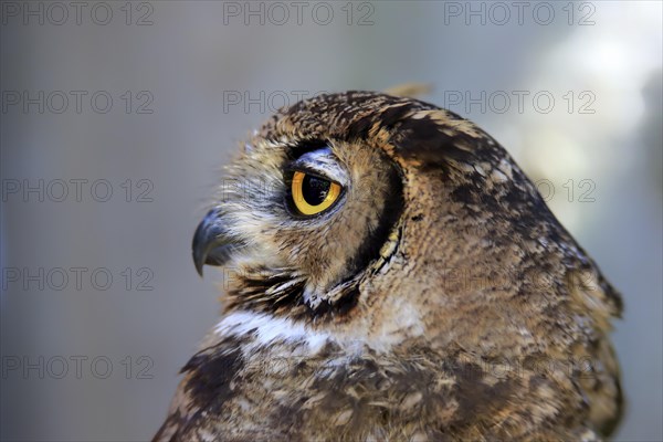 Spotted eagle owl