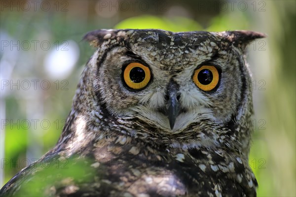 Spotted eagle owl