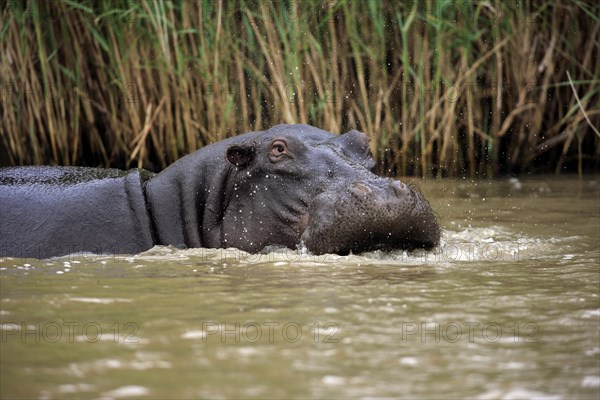 Hippopotamus