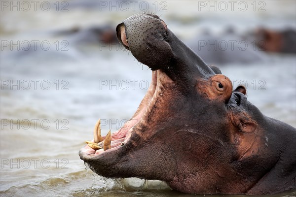 Hippopotamus