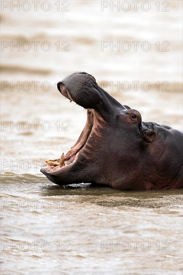 Hippopotamus