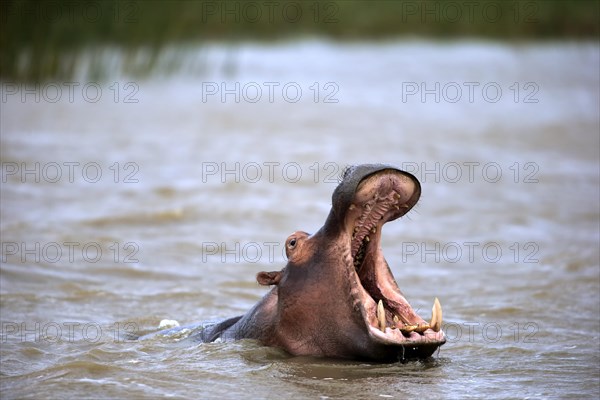 Hippopotamus