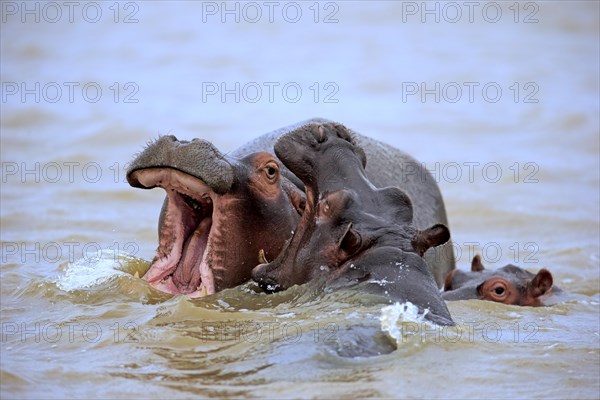 HHippopotamuses