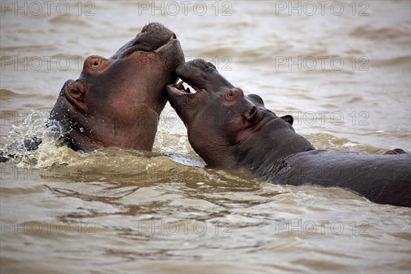 Two Hippopotamuses