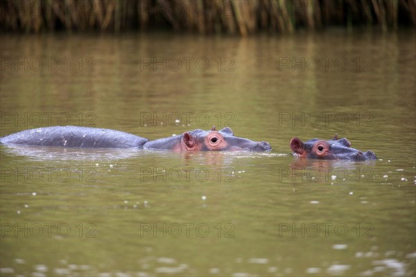 Two Hippopotamuses