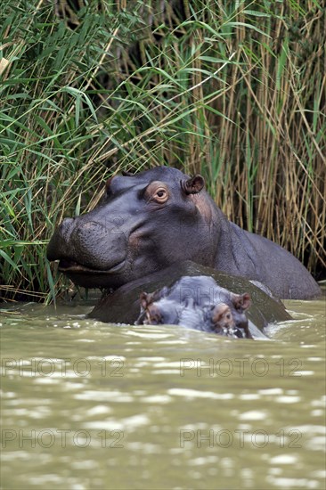 Two Hippopotamuses