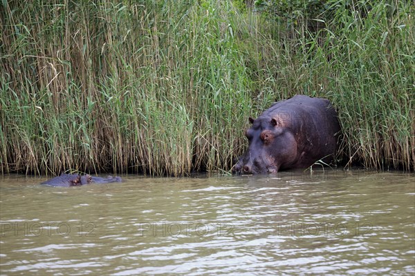 Two Hippopotamuses