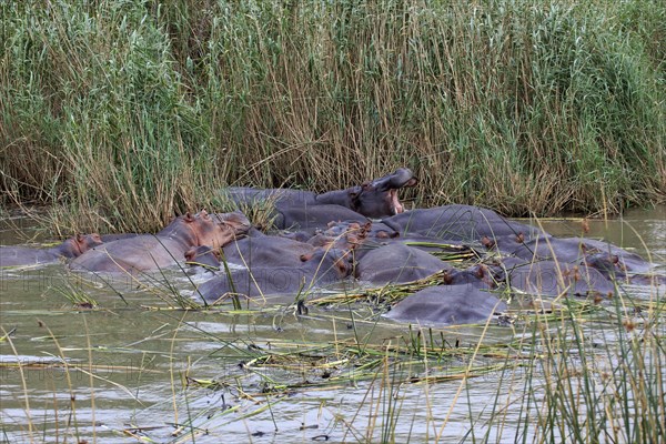 Hippopotamuses