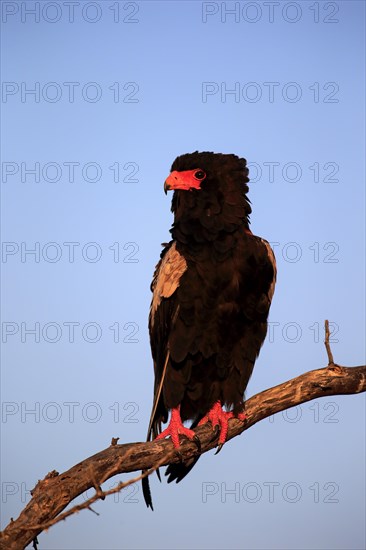 Bateleur