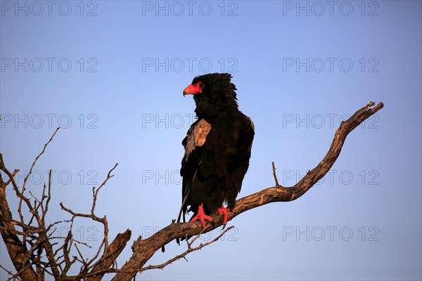 Bateleur