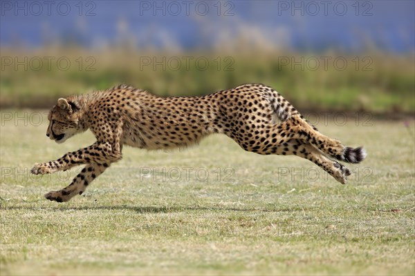 Cheetah