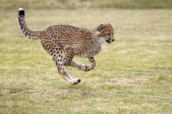 Cheetah