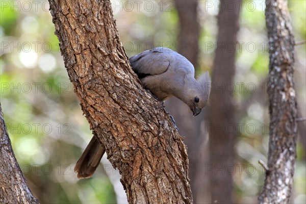 Grey go-away-bird