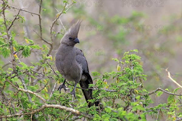 Grey go-away-bird