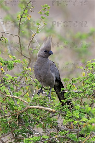 Grey go-away-bird