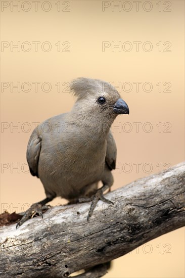 Grey go-away-bird