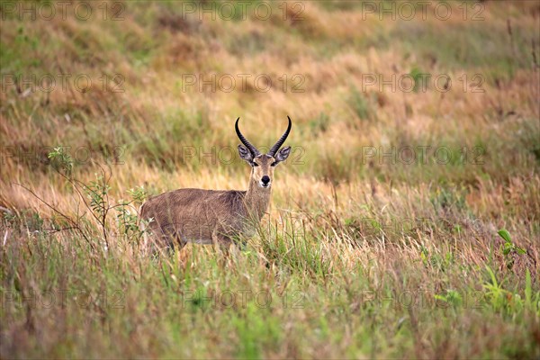 Southern Reedbuck