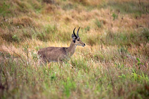 Southern Reedbuck