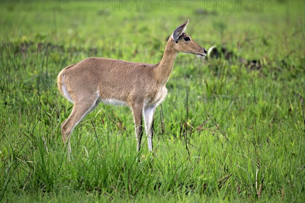 Southern Reedbuck