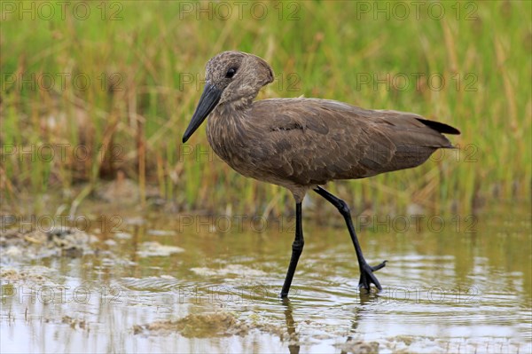 Hamerkop