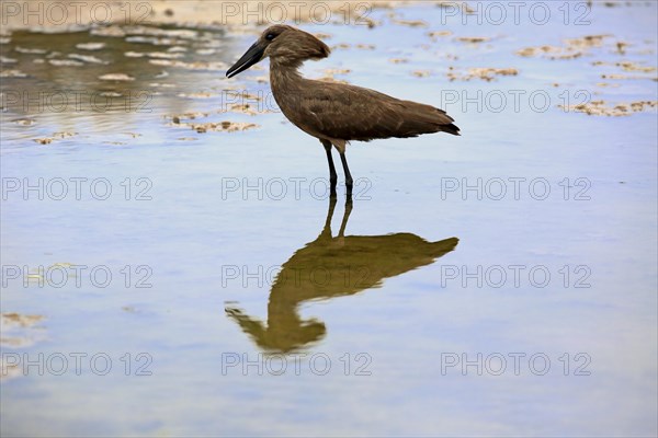 Hamerkop