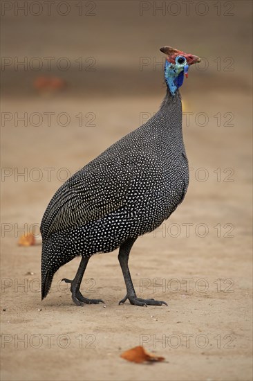 Helmeted Guineafowl