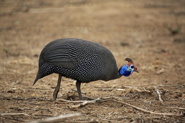 Helmeted Guineafowl