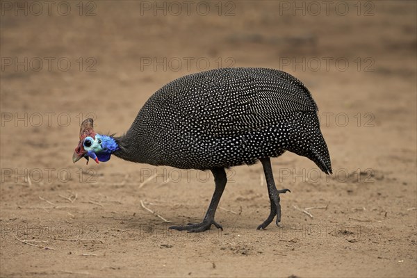 Helmeted Guineafowl