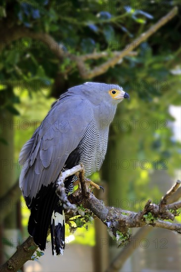 African harrier-hawk