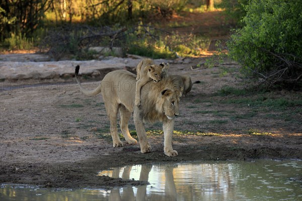 Lions