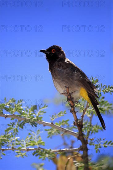 African red-eyed bulbul