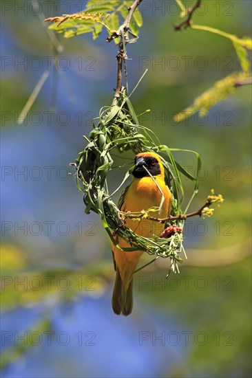 Southern Masked Weaver