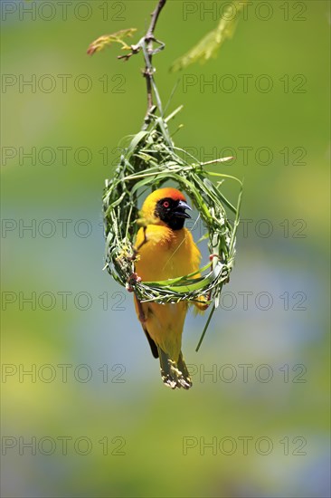 Southern Masked Weaver