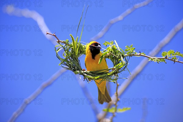 Southern Masked Weaver