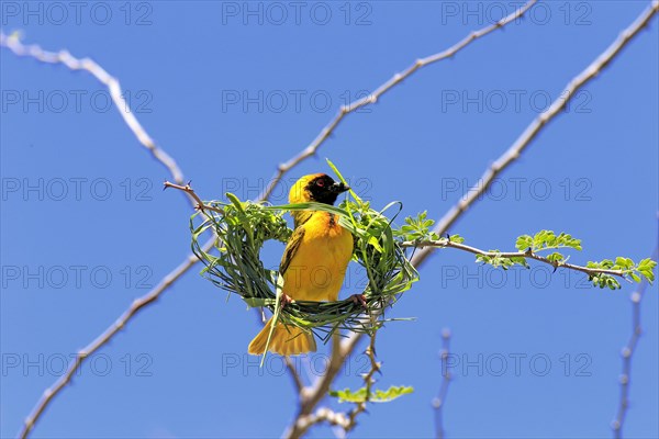 Southern Masked Weaver