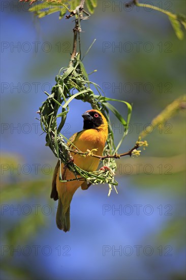 Southern Masked Weaver