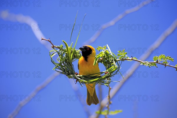 Southern Masked Weaver