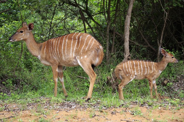 Nyala