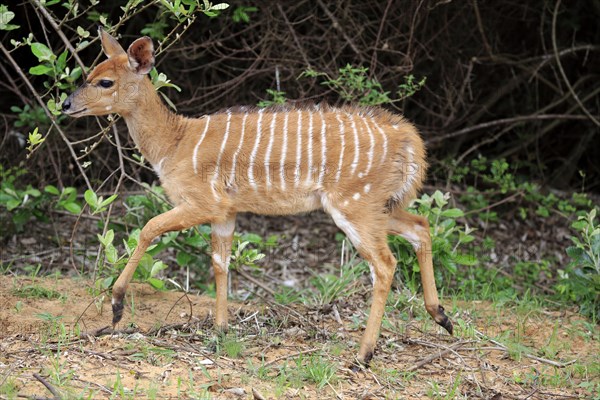 Nyala