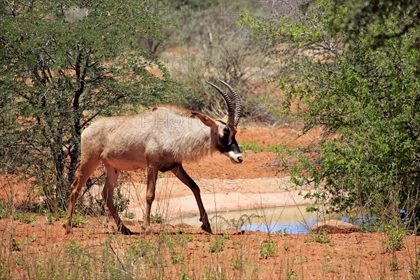 Roan Antelope