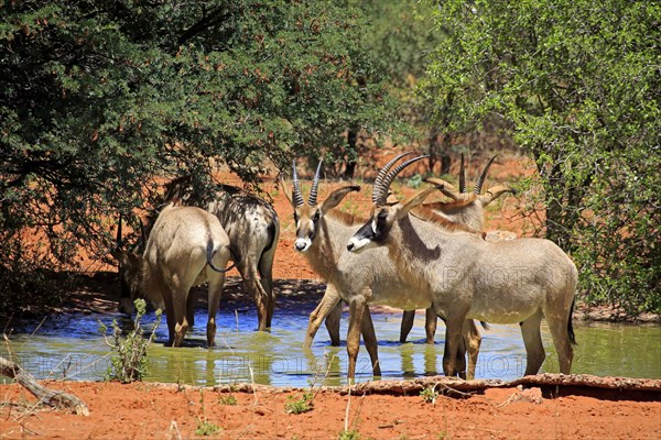 Roan antelope