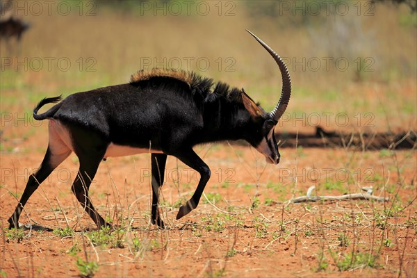 Sable Antelope