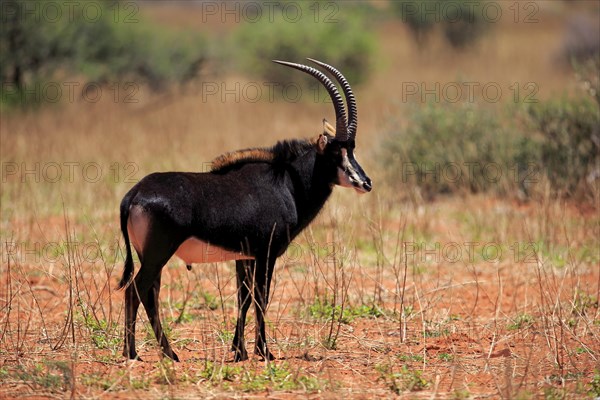 Sable Antelope